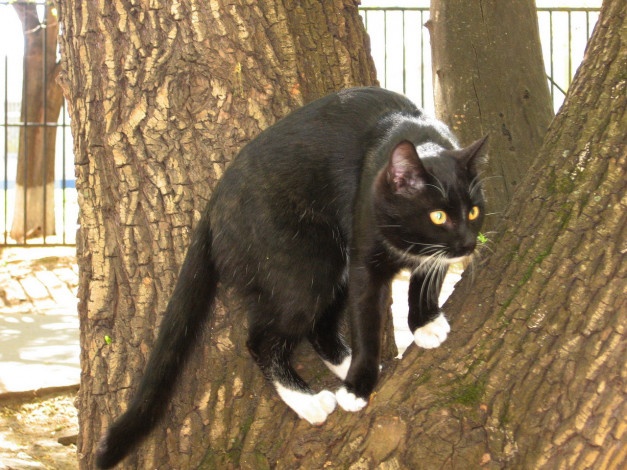 Обои картинки фото животные, коты