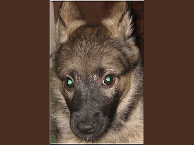 Обои картинки фото животные, собаки