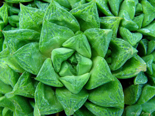 Картинка цветы