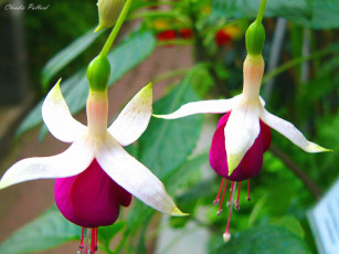 Картинка цветы фуксия