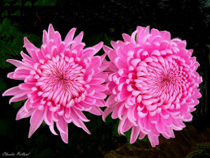 Картинка цветы хризантемы