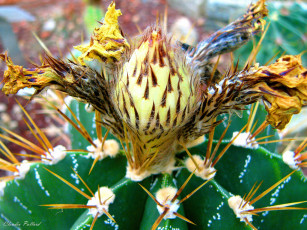 Картинка цветы кактусы