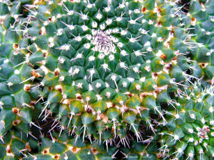 Картинка цветы кактусы