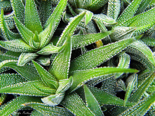 Картинка цветы кактусы