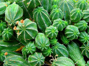 Картинка цветы кактусы