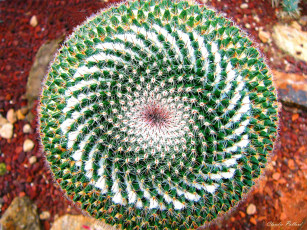 Картинка цветы кактусы