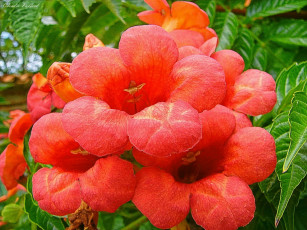 Картинка цветы кампсис текома