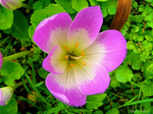 Картинка цветы крокусы