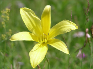 Картинка цветы лилии лилейники