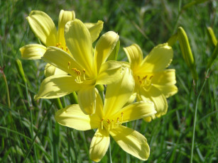 Картинка цветы лилии лилейники
