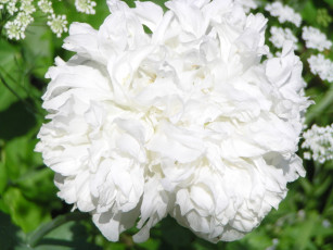 Картинка цветы пионы