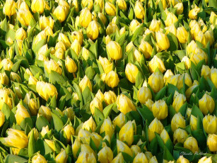 Картинка цветы тюльпаны