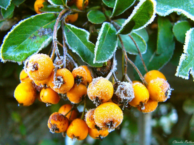 Обои картинки фото 