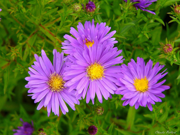 Обои картинки фото цветы, астры