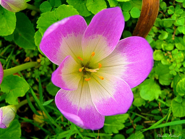 Обои картинки фото цветы, крокусы