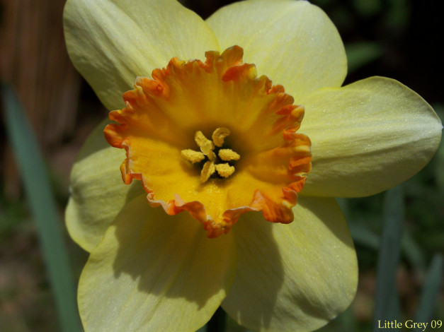 Обои картинки фото цветы, нарциссы