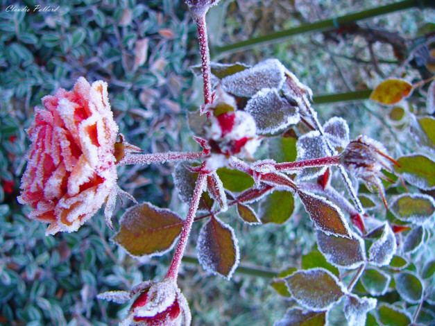 Обои картинки фото цветы, розы