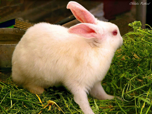 Обои картинки фото животные, кролики, зайцы