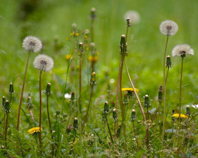 Картинка цветы одуванчики