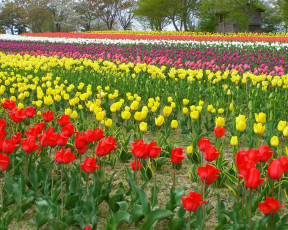 Картинка цветы тюльпаны