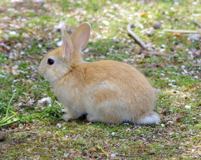 Картинка животные кролики зайцы