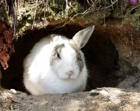 Картинка животные кролики зайцы