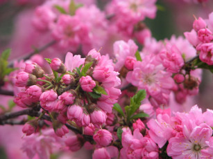 Картинка цветы сакура вишня