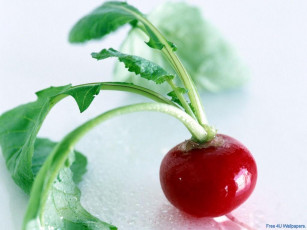 Картинка еда редис репа редька