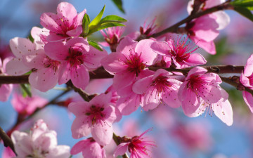 Картинка цветы цветущие деревья кустарники