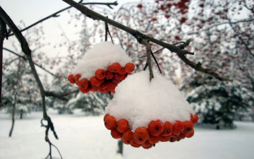 Картинка природа Ягоды