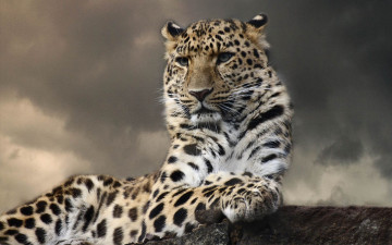 Картинка животные леопарды
