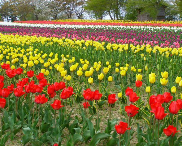 Обои картинки фото цветы, тюльпаны