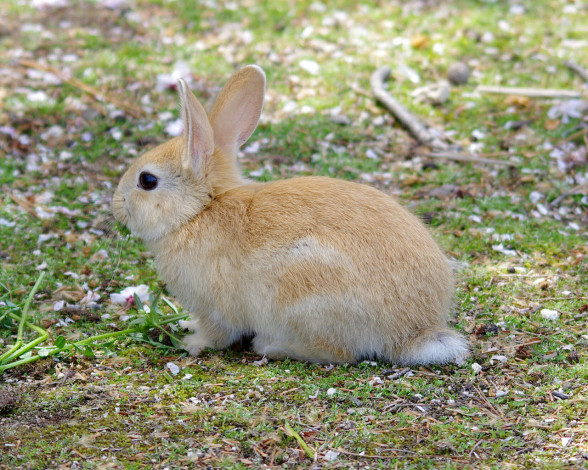 Обои картинки фото животные, кролики, зайцы