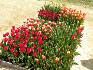 Картинка цветы тюльпаны