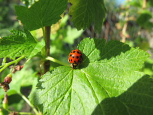 Картинка животные божьи коровки листья божья коровка