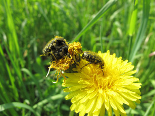 Картинка животные насекомые одуванчик жуки