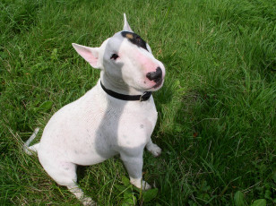 Картинка животные собаки бультерьер