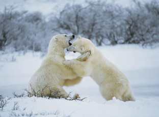 Картинка животные медведи белые