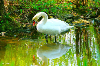 Картинка автор thean животные лебеди пруд вода камни лебедь
