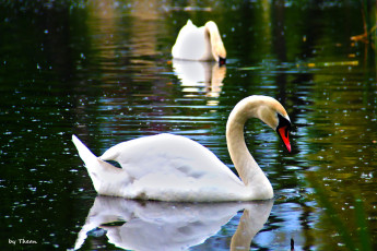 Картинка автор thean животные лебеди пруд вода пара