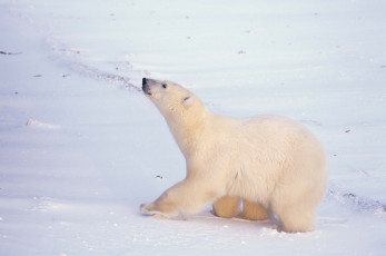 Картинка животные медведи арктика белый медведь
