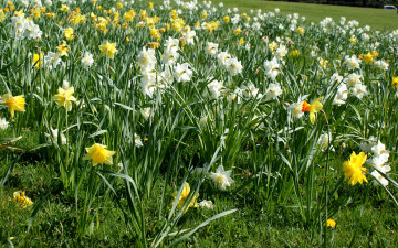 Картинка цветы нарциссы