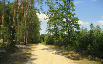 Картинка природа дороги сосны лето дорога