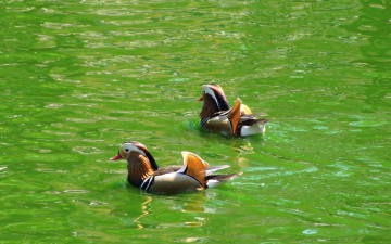 Картинка животные утки вода