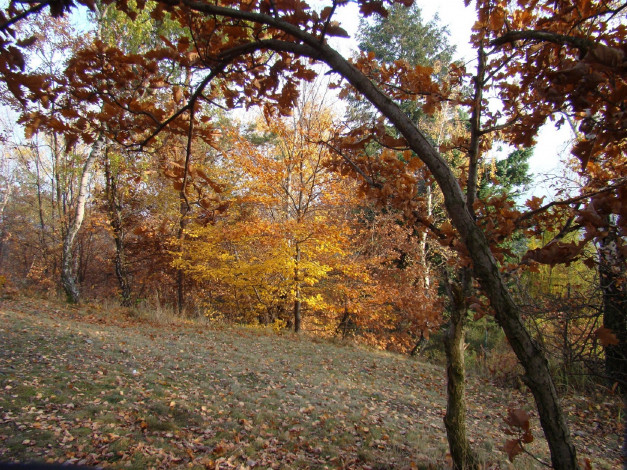 Обои картинки фото природа, деревья, осень