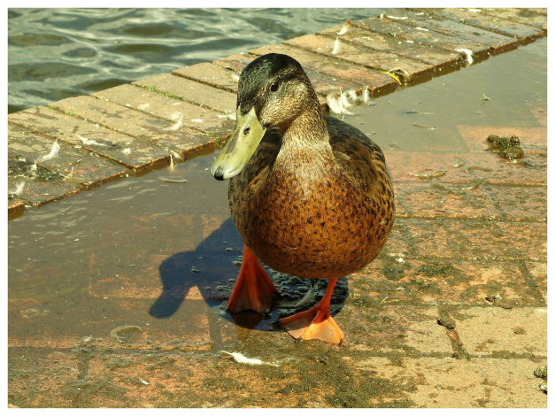 Обои картинки фото животные, утки, вода, плитка, утка