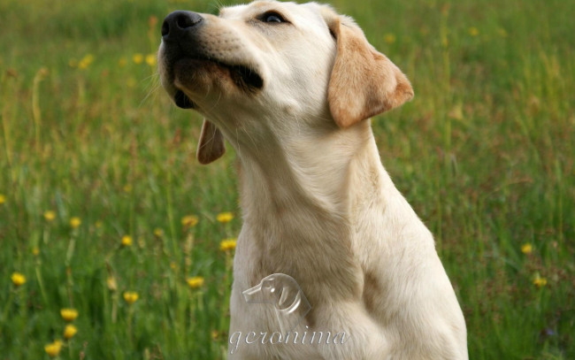 Обои картинки фото автор, geronima, животные, собаки, ретривер