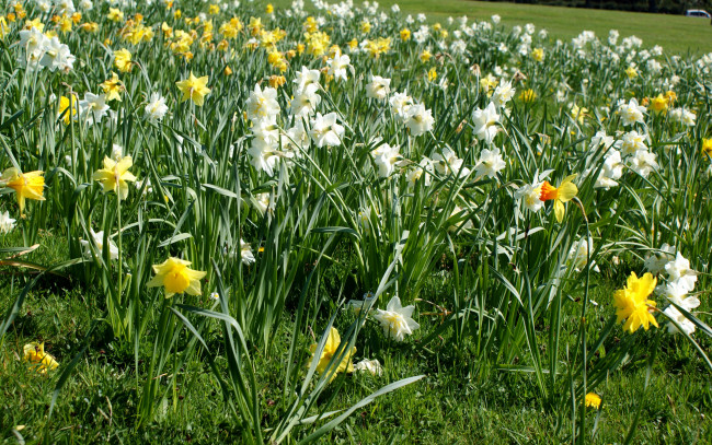 Обои картинки фото цветы, нарциссы