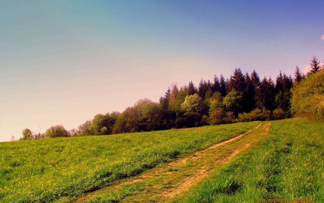 Обои картинки фото природа, дороги, трава, деревья, дорога