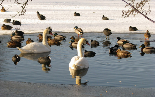 Обои картинки фото животные, птицы, пруд, утки, лебеди